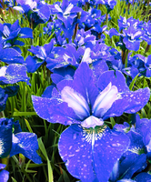 Iris Sibirica 'blue Bird'