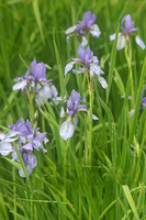 Iris Sibirica 'blue King'