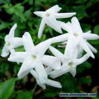 Jasminum Polyanthum (jasmijn) 175/200 Cm