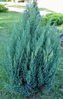 Juniperus Chinensis 'stricta'