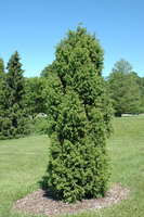 Juniperus Communis 'suecica'
