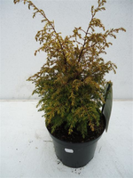 Juniperus Gold Cone