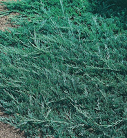 Juniperus Horizontalis 'wiltonii'