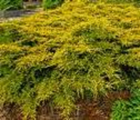 Juniperus Pfitzeriana 'gold Coast'