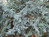 Juniperus Squamata 'meyeri'