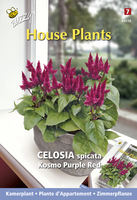 Kamerplanten Celosia Spicata Kosmo Purple Red