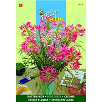 Kattensnor Rose Queen Cleome Spinosa