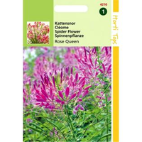 Kattensnor Rose Queen Cleome Spinosa Ht