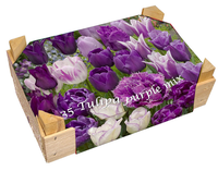 Kistje Tulpen Paars Gemengd