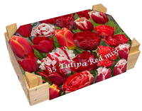 Kistje Tulpen Rood Gemengd