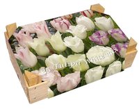 Kistje Tulpen Wit Gemengd