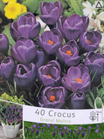 Krokus Grootbloemig Flower Record (grootverpakking)