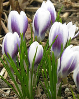 Krokus Spring Beauty