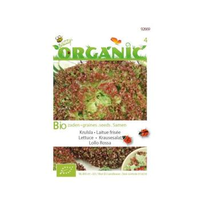 Buzzy® Organic Krulsla Lollo Rossa (bio)