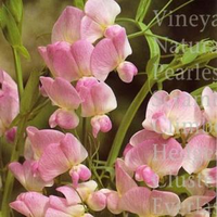 Lathyrus Pink Pearl Reukrerwt