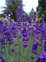 Lavendel 30 Cm Hoog Incl. Pot (plant)