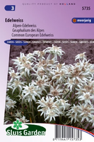 Leontopodium Alpinum   Edelweiss Zaad Bloemzaden