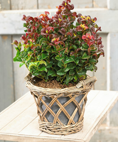 Leucothoe 'curly Red'