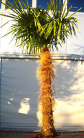 Lf Trachycarpus Fortunei Palmboom