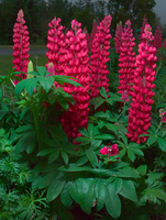 Lupine Rood (lupinus 'gallery Red')