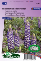 Lupinus Polyphyllus   Russell Hybrids The Governor Zaad Bloe