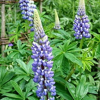 Lupinus 'the Governor'