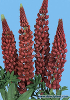 Lupinus 'the Pages' (lupine) P9