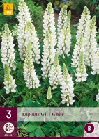 Lupinus White