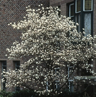 Magnolia Kobus
