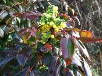 Mahonia Aquifolium 'atropurpurea'