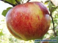Malus Domestica 'glorie Van Holland' (appelboom) Hoogstam