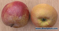 Malus Domestica 'schone Van Boskoop' (appelboom) 12/14 Cm