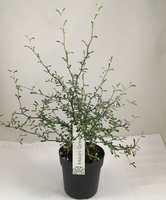 Maori® Corokia Cotoneaster 'bonsai Green'