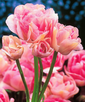 Meerbloemige Roze Tulpen