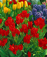 Meerbloemige Tulpen 'zwanenburg Variety'