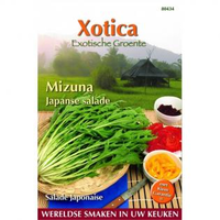 Mizuna Of Japanse Salade Exoot Brassica Rapa