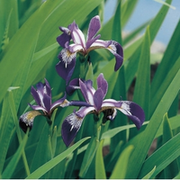 Amerikaanse Iris (iris Versicolor) Moerasplant   6 Stuks