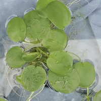 Amerikaanse Kikkerbeet (limnobium Spangia) Drijfplant   10 Stuks