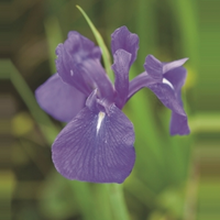 Blauwe Japanse Iris (iris Laevigata “blue”) Moerasplant   6 Stuks