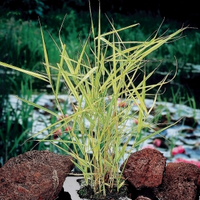 Bont Riet (phragmites Australis “variegata”) Moerasplant   6 Stuks