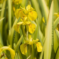 Bonte Gele Iris (iris Pseudacorus “variegata”) Moerasplant   6 Stuks
