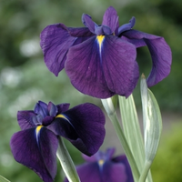 Bonte Japanse Iris (iris Ensata “variegata”) Moerasplant   6 Stuks