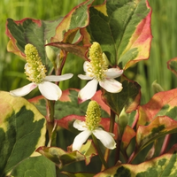 Bonte Moerasanemoon (houttuynia Cordata “chameleon”) Moerasplant   6 Stuks
