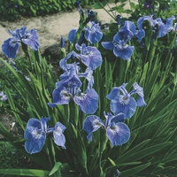 Borstelige Iris (iris Setosa) Moerasplant   6 Stuks