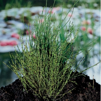 Dwergholpijp (equisetum Scirpoides) Moerasplant   6 Stuks