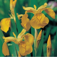 Gele Iris (iris Pseudacorus) Moerasplant   6 Stuks