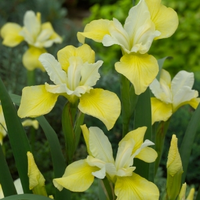 Gele Siberische Iris (iris Sibirica “butter And Sugar”) Moerasplant   6 Stuks