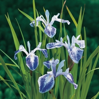Gevlekte Japanse Iris (iris Laevigata “mottled Beauty”) Moerasplant   6 Stuks