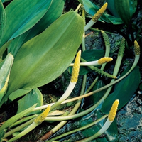 Goudknots (orontium Aquaticum) Moerasplant   6 Stuks