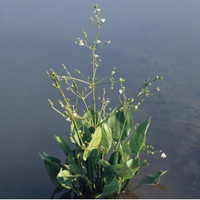 Grote Waterweegbree (alisma Plantago Aquatica) Moerasplant   6 Stuks